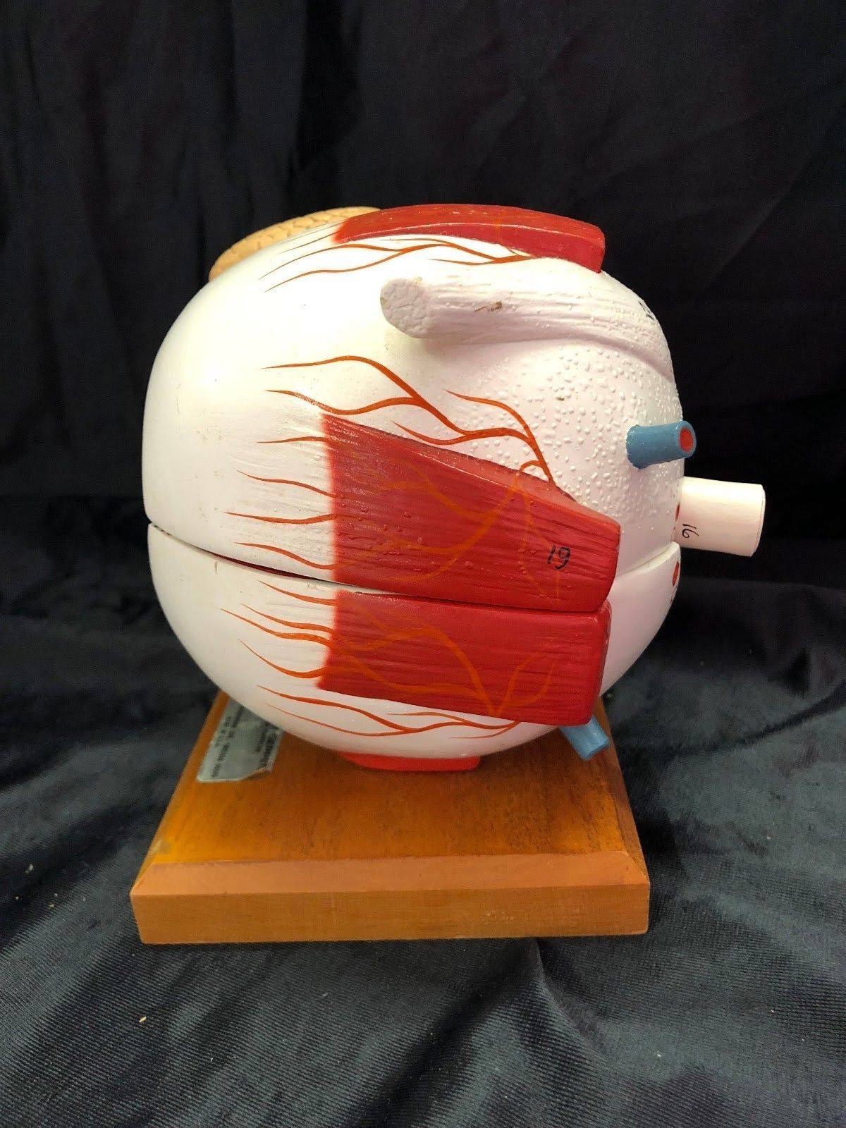 Giant Five Part Eye Anatomical Model H9248