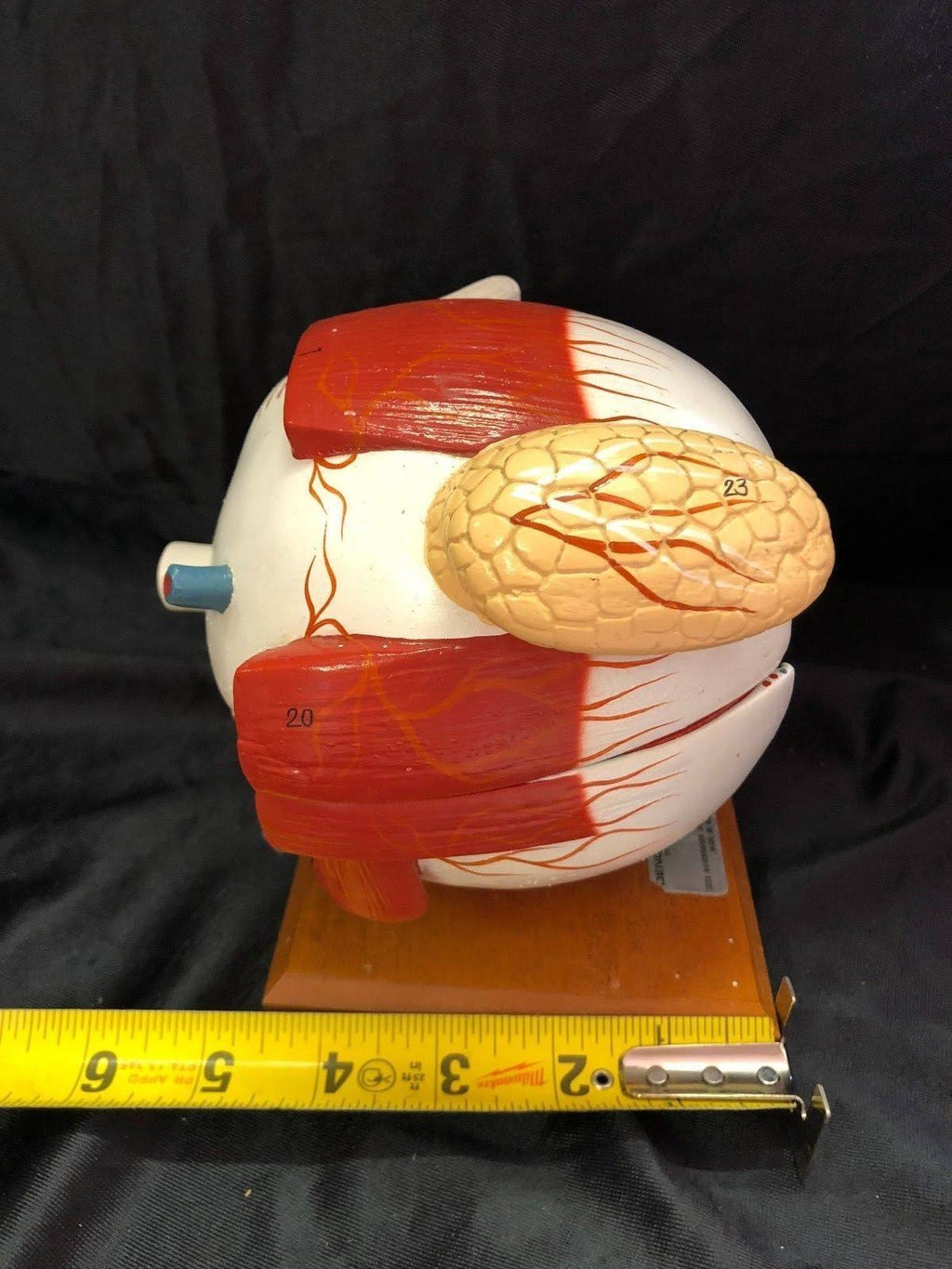 Giant Five Part Eye Anatomical Model H9248