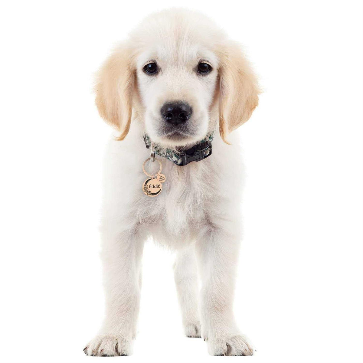 Stainless Steel Pet ID Tags Y735013