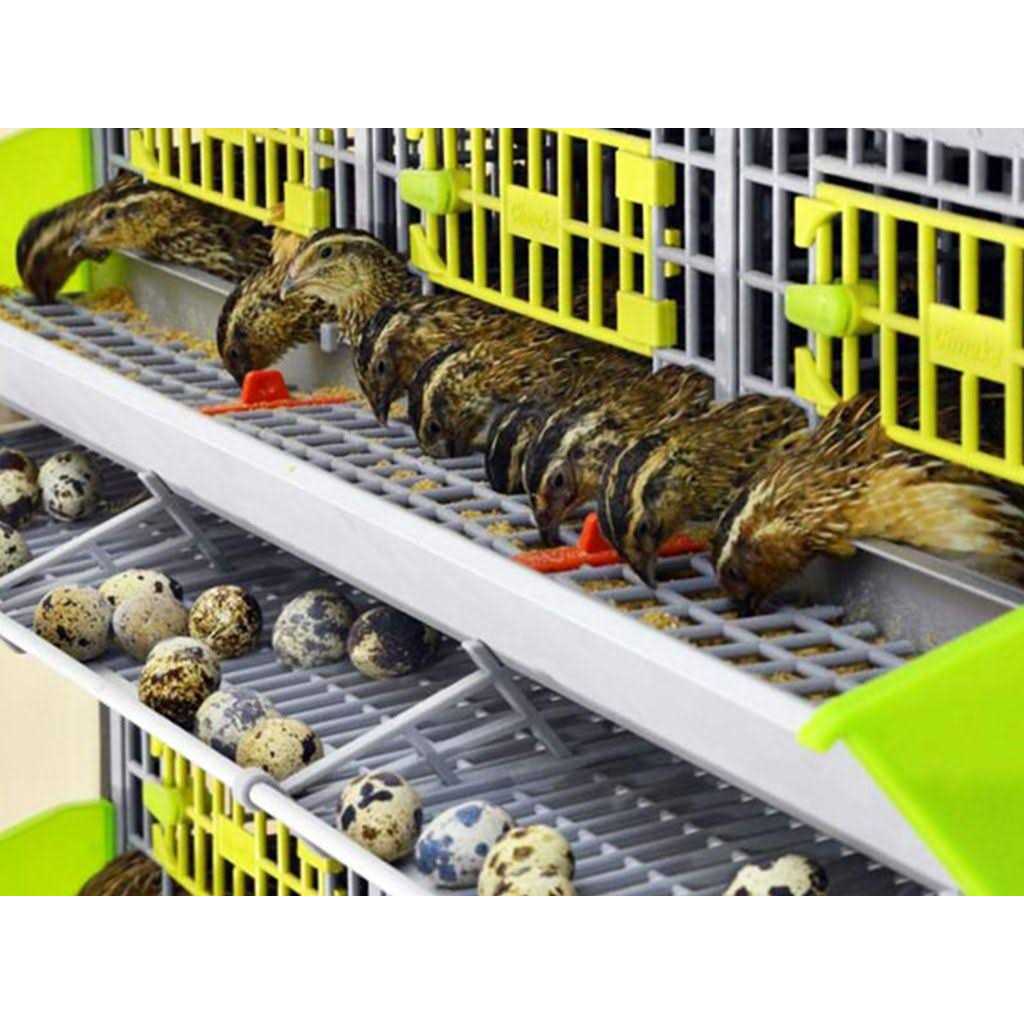 Partridge Cage 1 Layer G747877