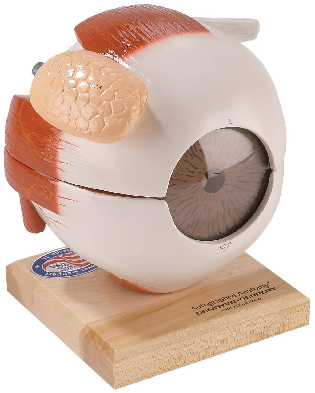 Giant Five Part Eye Anatomical Model H9248
