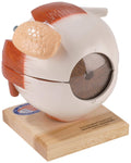 Giant Five Part Eye Anatomical Model H9248