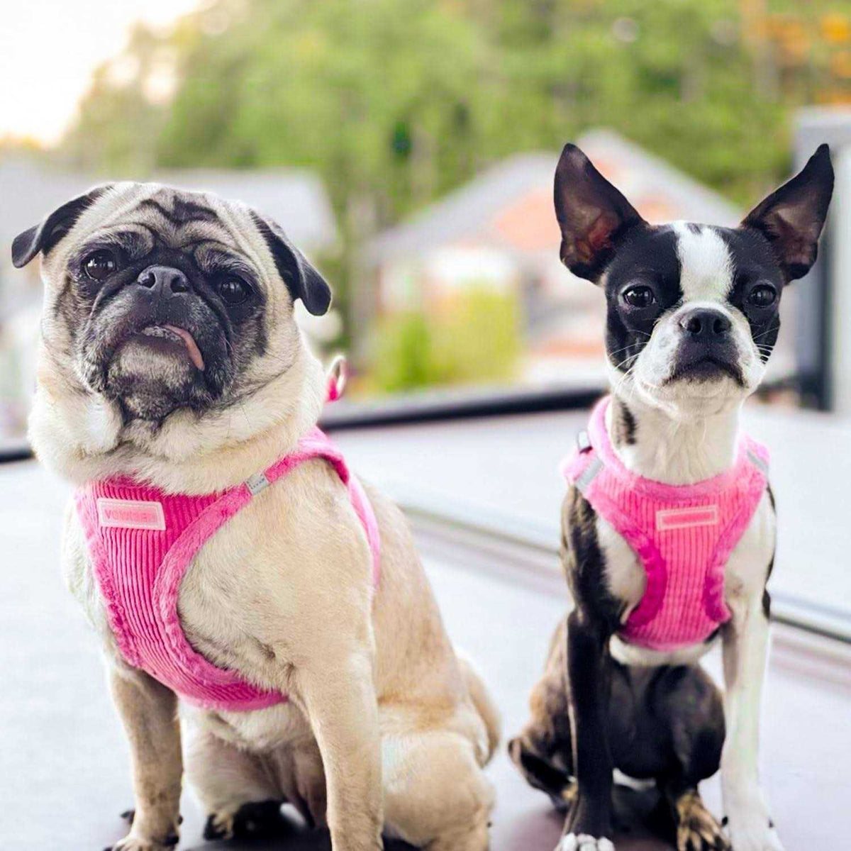 Step-In Plush Dog Harness X904