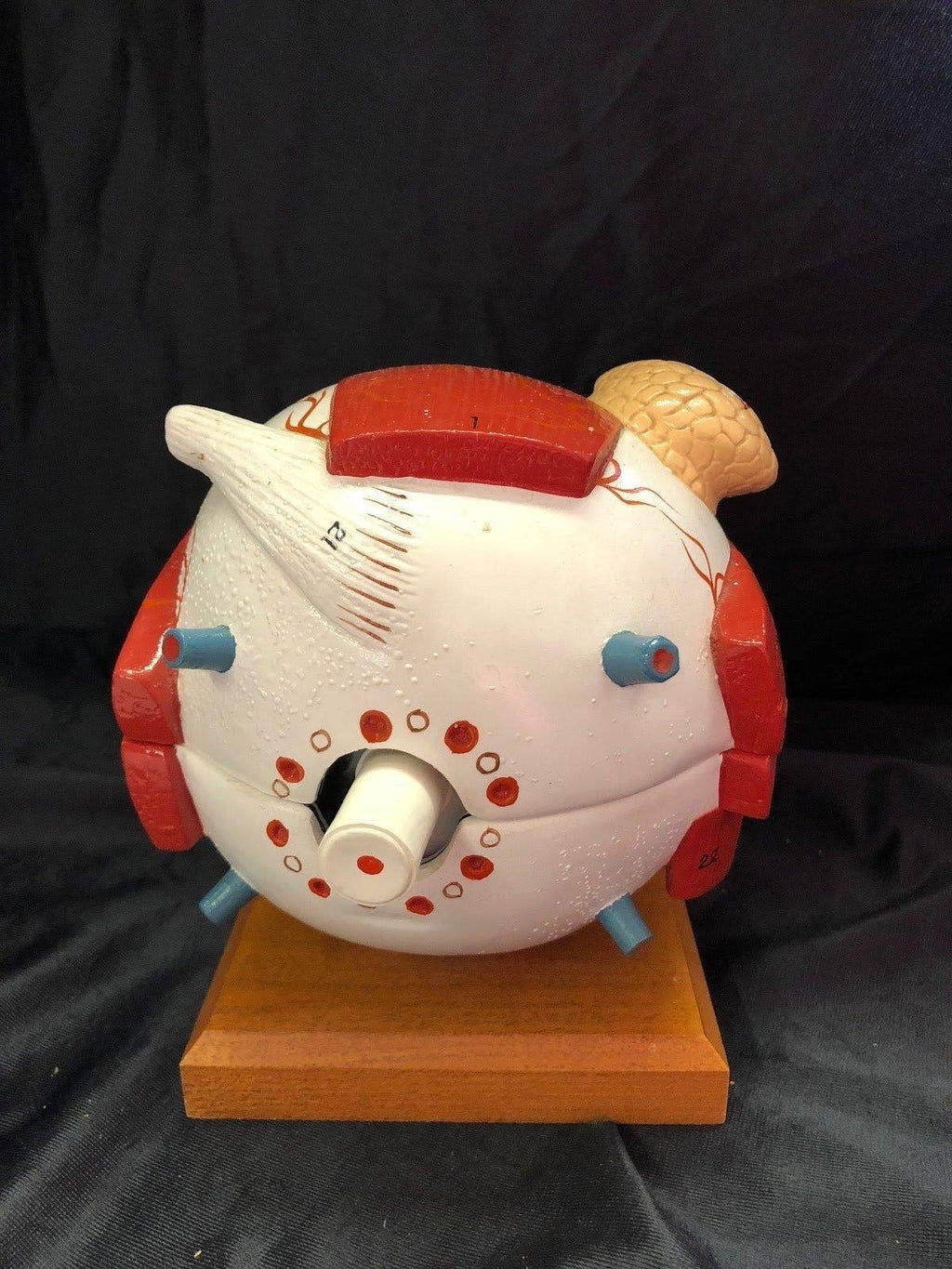 Giant Five Part Eye Anatomical Model H9248