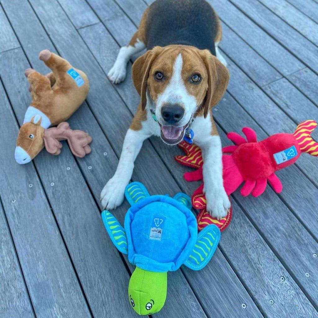 Plush Turtle Dog Toy H31869