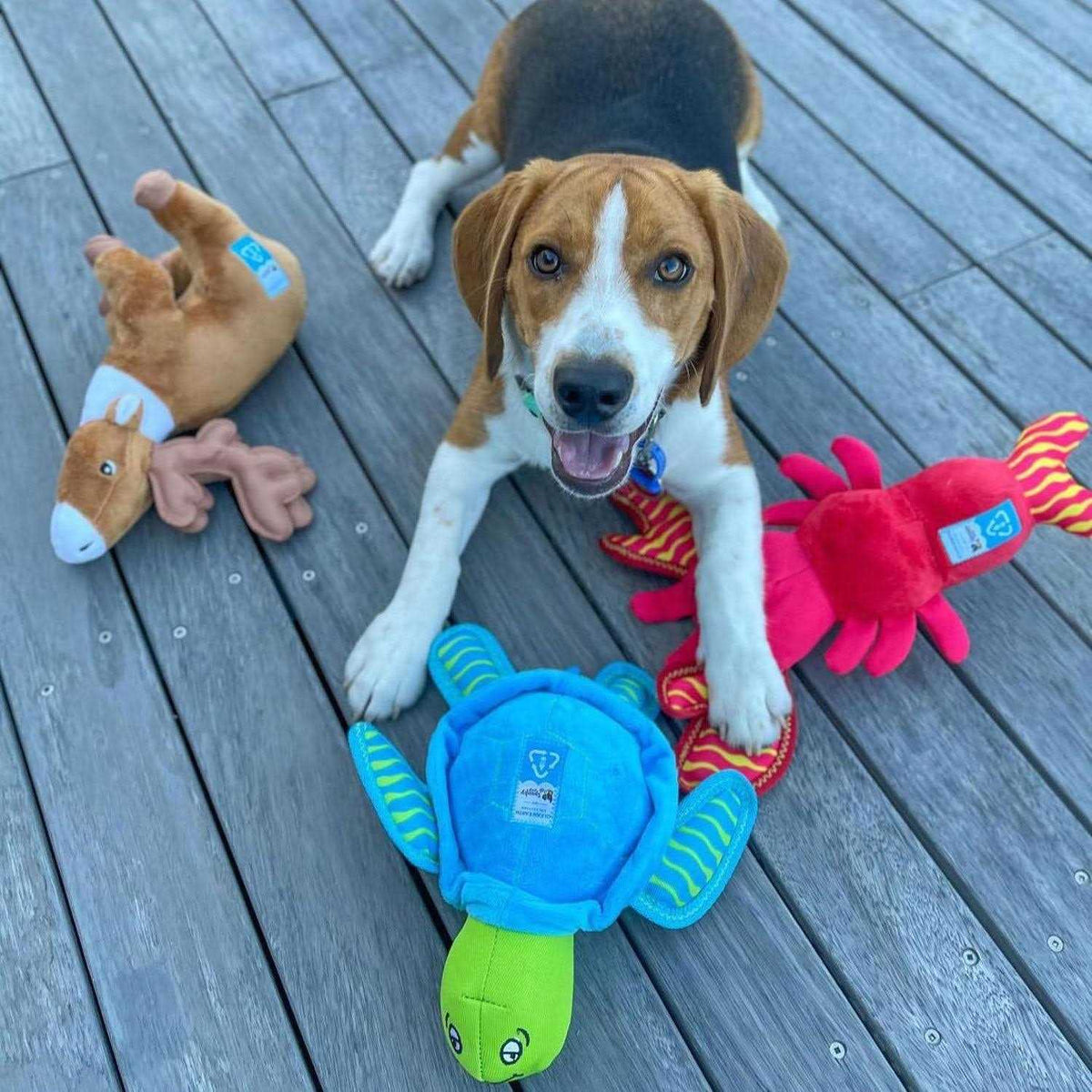 Plush Turtle Dog Toy H31869