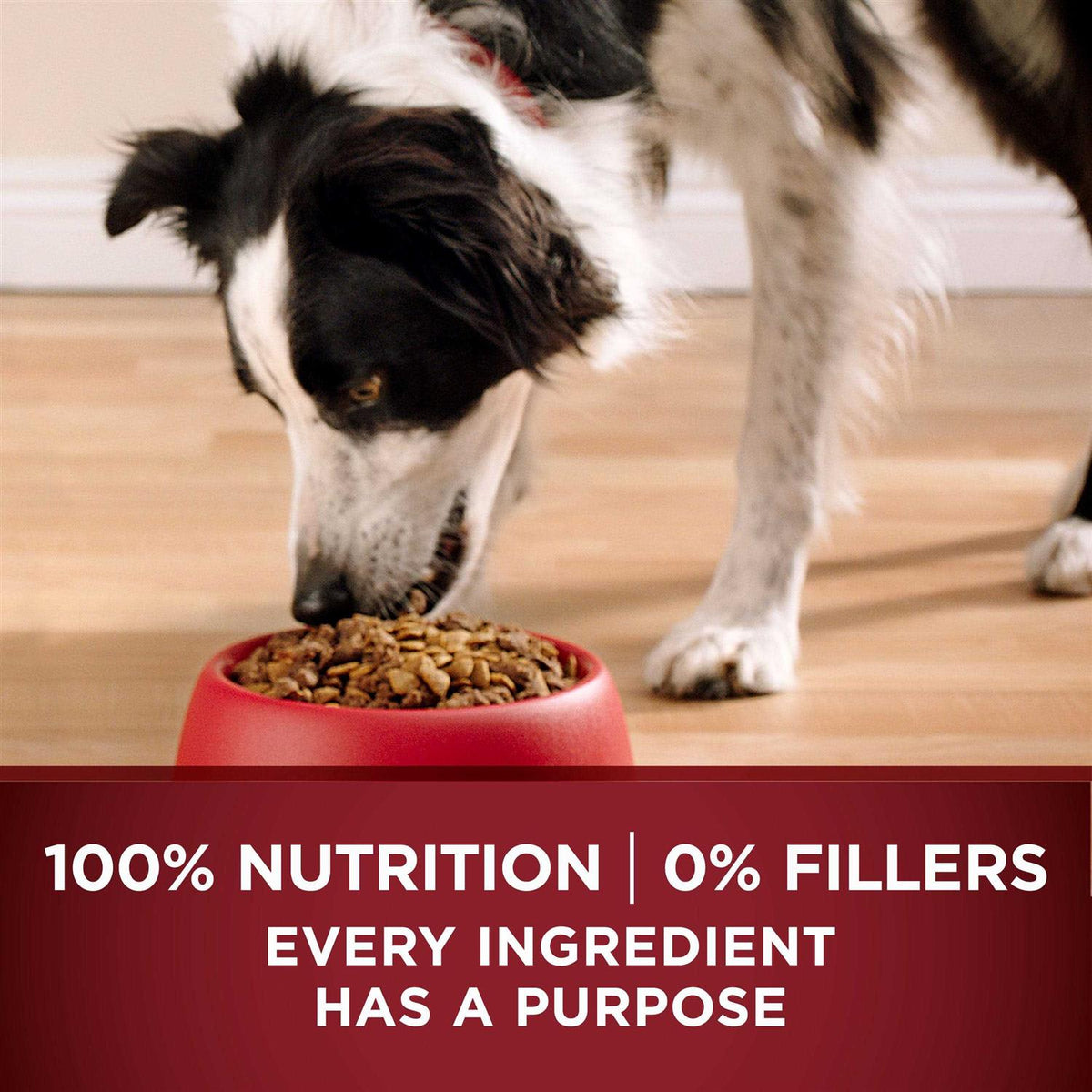 Turkey and Venison Dry Dog Food M73512