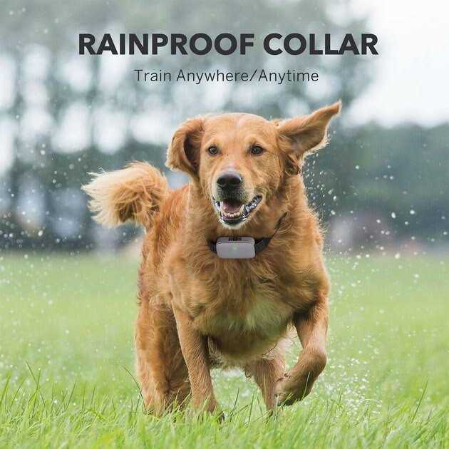 Dog Training System M779