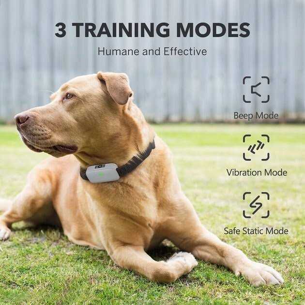 Dog Training System M779