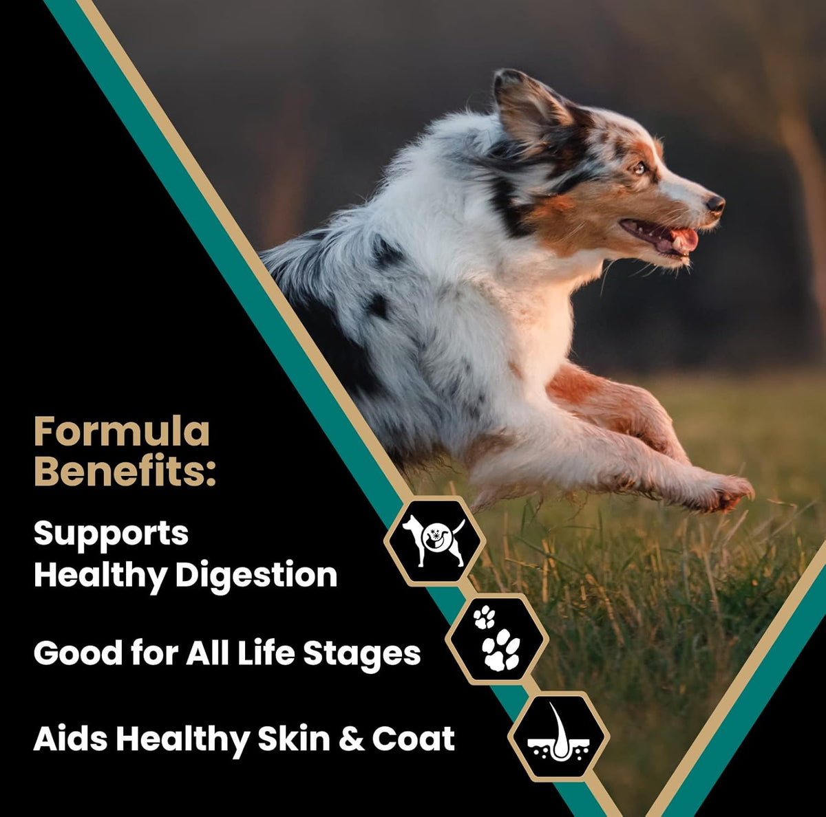 Gluten Free Dry Dog Food Ocean Fish Formula 15lbs W65071