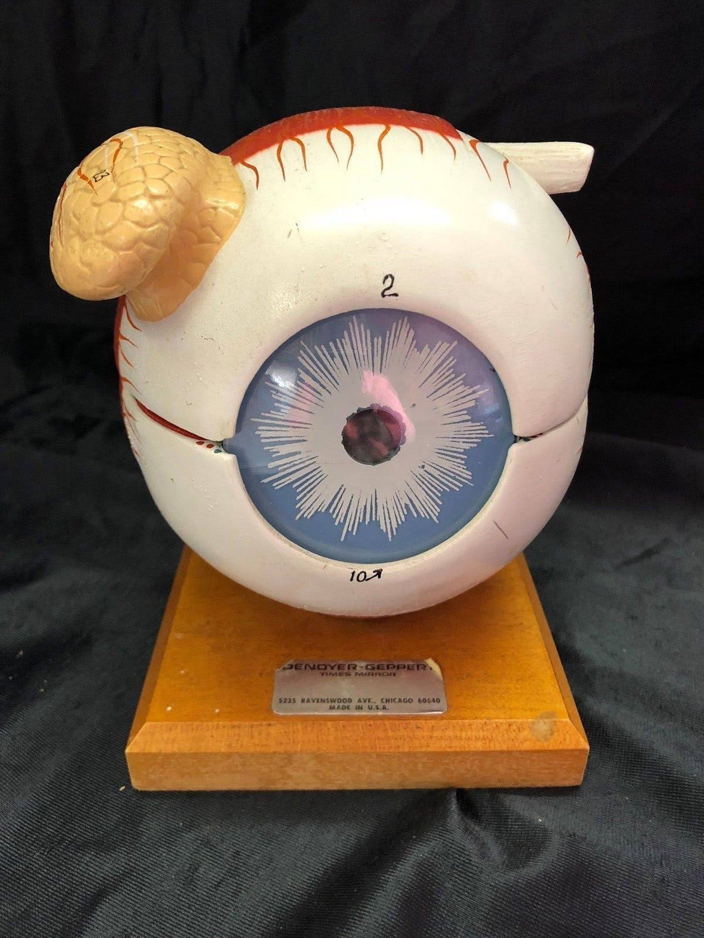 Giant Five Part Eye Anatomical Model H9248