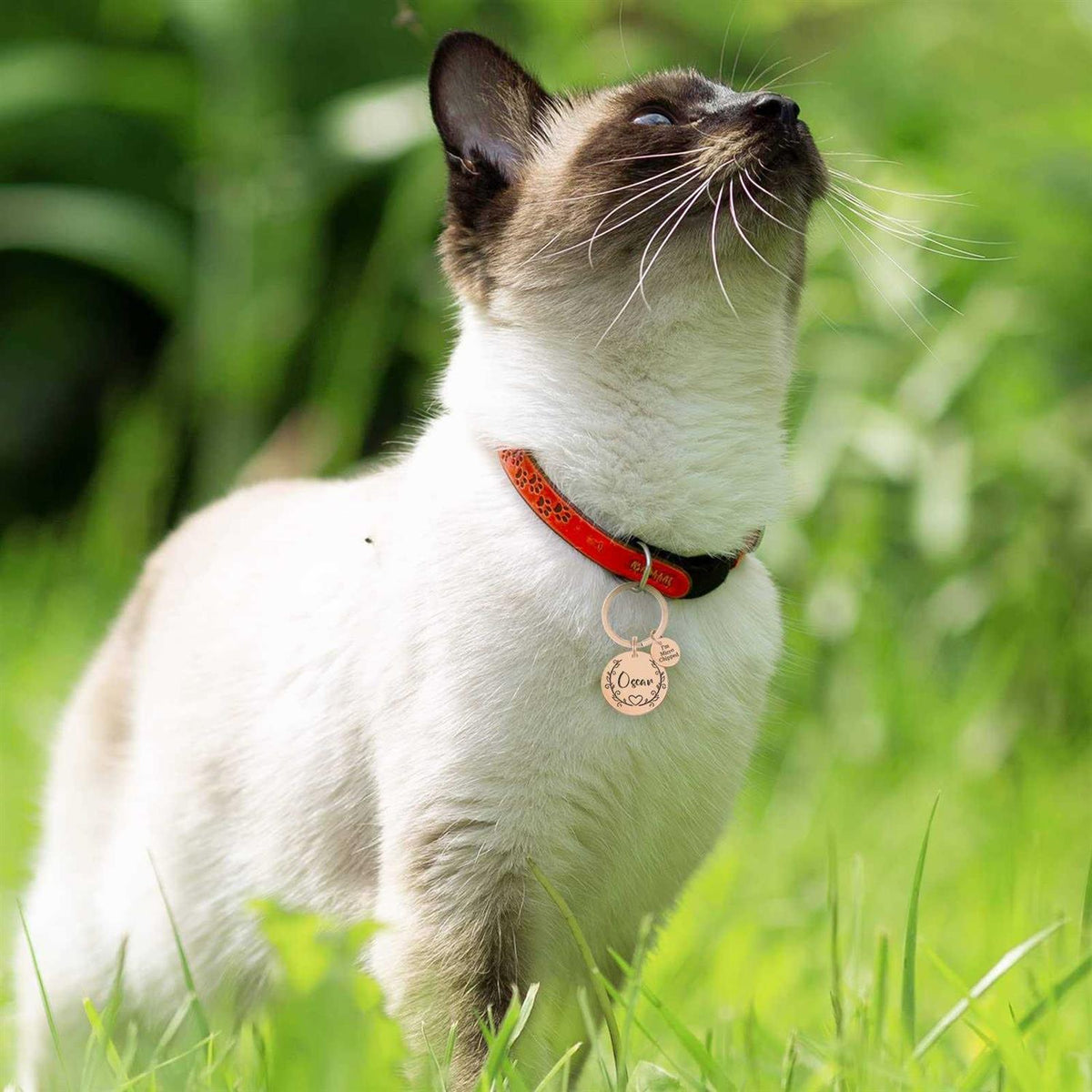 Stainless Steel Pet ID Tags Y735013