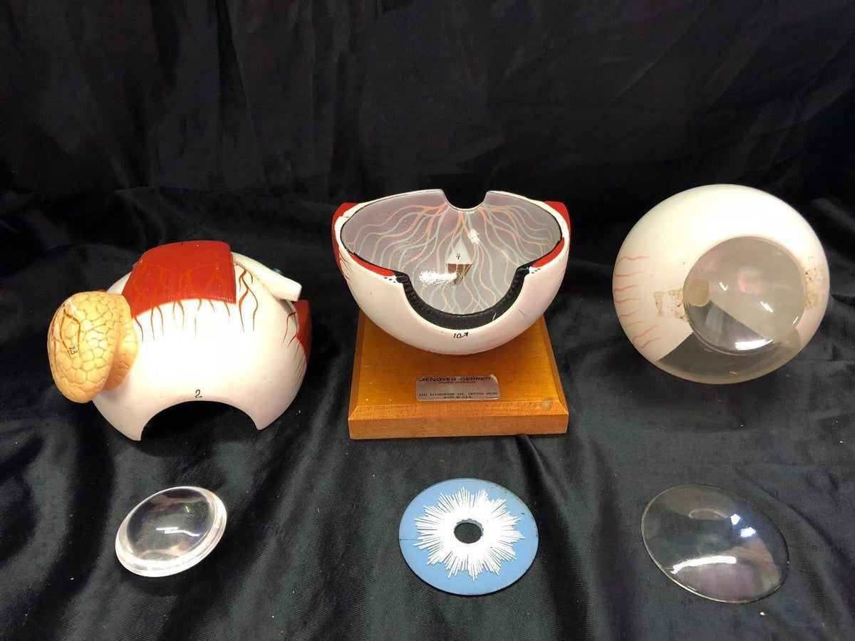 Giant Five Part Eye Anatomical Model H9248