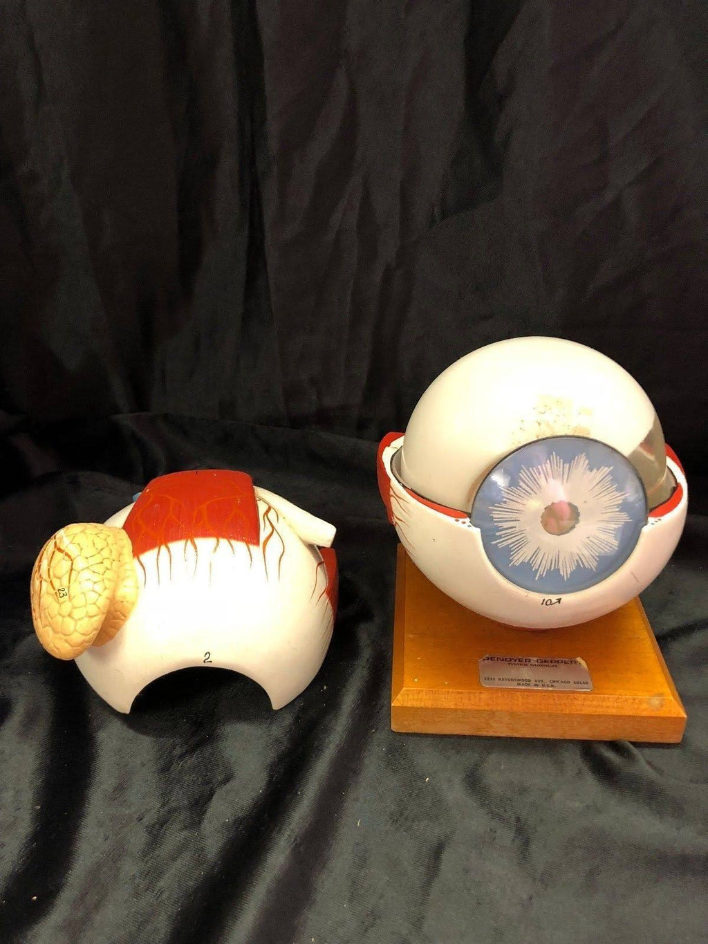 Giant Five Part Eye Anatomical Model H9248