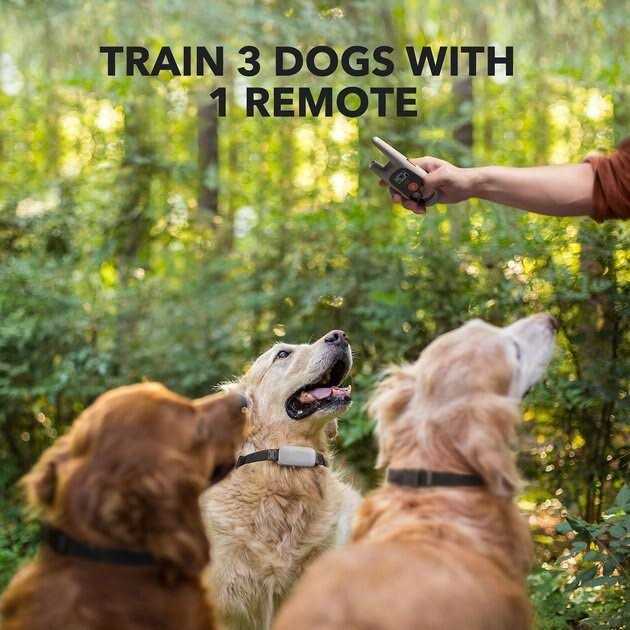 Dog Training System M779