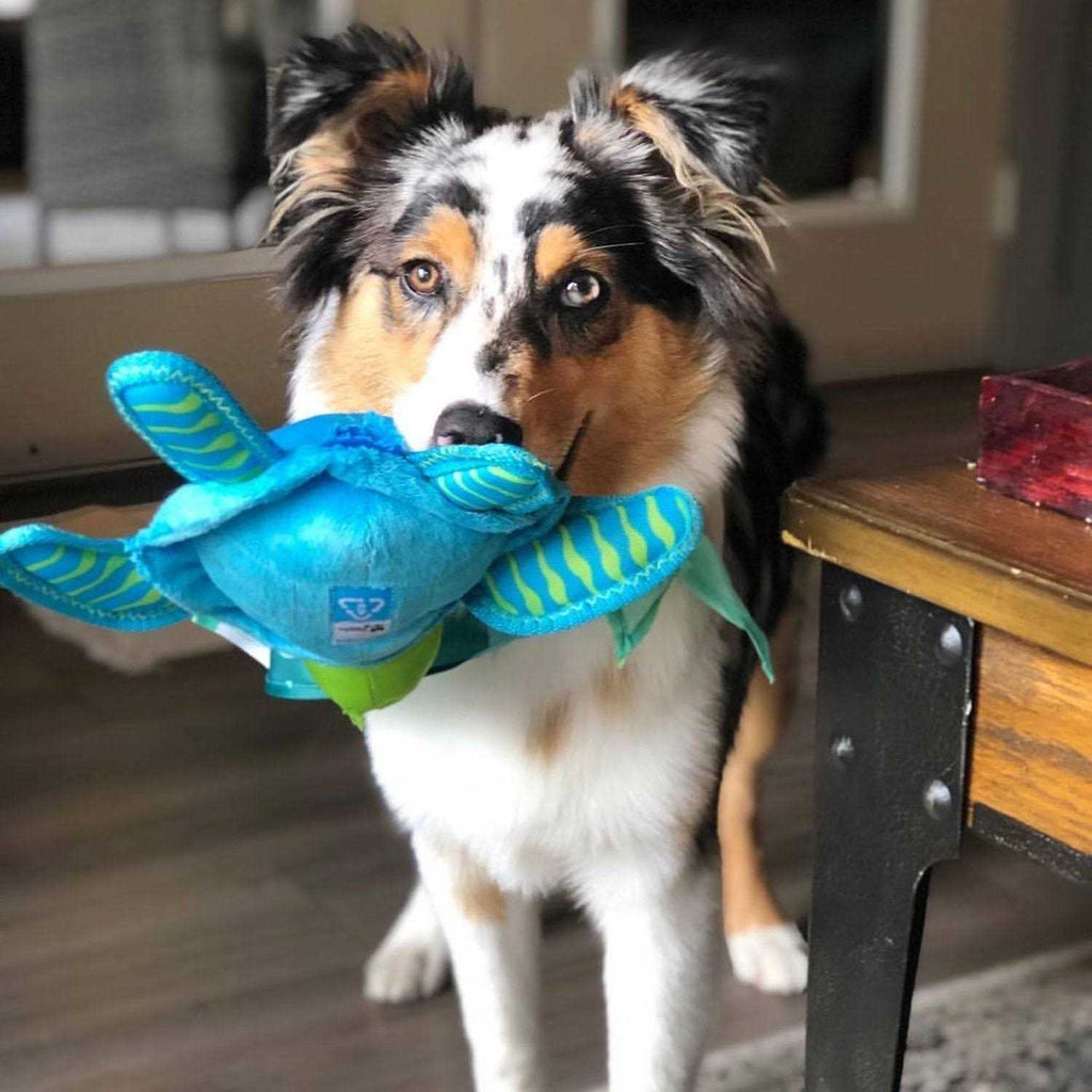 Plush Turtle Dog Toy H31869