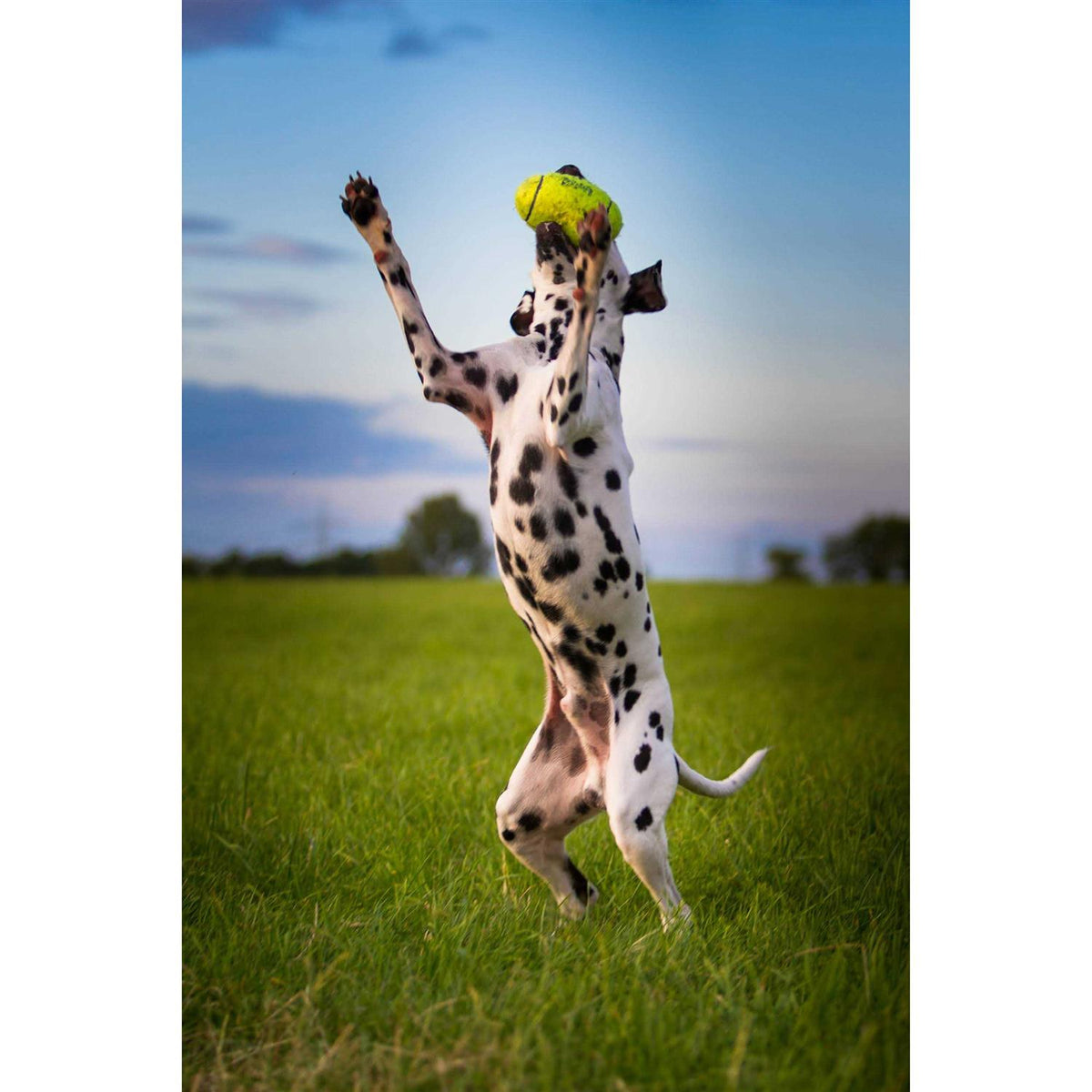 Squeaker Football P4174